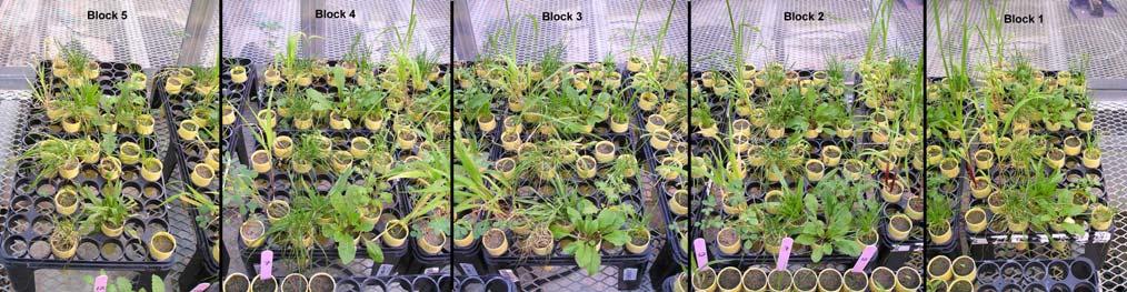 Figure 2. Layout of RCBD blocks, 18 days after treatment. the species in germination and establishment (Table 2). Black medic did not germinate in sufficient numbers to be included in the experiment.