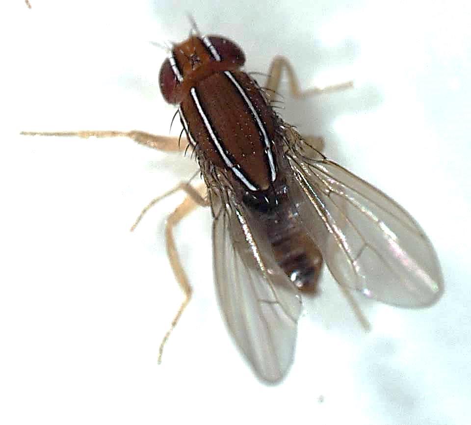 African Fig Fly