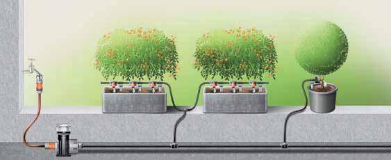 troughs. The plant is watered directly at the roots, which promotes the fertility and attractiveness of the plant.