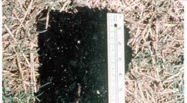 soil surface having hue 10YR or yellower, value 3 or less, and chroma 1 or less underlain by mineral soil material