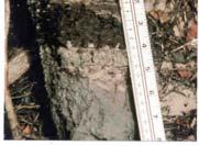 Indicator A5 (Stratified Layers) in sandy materials (right). Scale is inches. Indicator A5 in loamy material (left). Scale is inches (R) and cm (L) A6.
