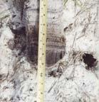 Presence of 2% or more organic bodies of muck or a mucky modified mineral texture, approximately 1 to 3 cm (0.