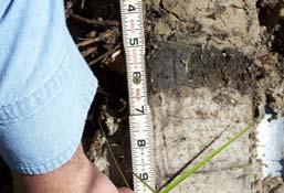 The Organic Bodies indicator includes the indicator previously named accretions (Florida Soil Survey Staff, 1992).