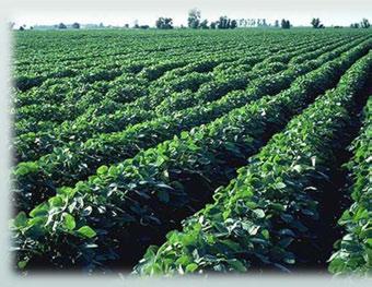 Soybean Agronomy Variety & Field Selection Planting Date, Depth & Population