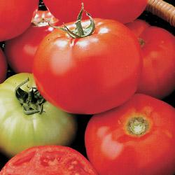 Tomato Celebrity hybrid Determinate varieties (grows to