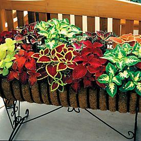 Coleus Wizard mix (Shade) Shade Annual