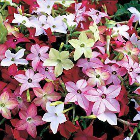 Nicotiana flowering tobacco Annual 8-12 tall, 8