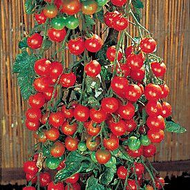 Tomato Supersweet 100 Indeterminate 1 fruit