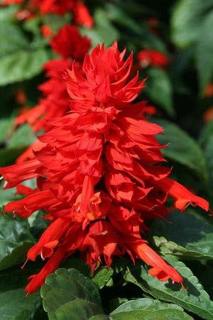 Salvia Mohave Red Annual 12-14 tall Summer