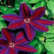 Clematis Wildfire Perennial vine 6-8 tall Flowers in