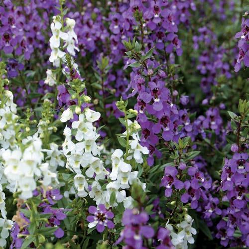 Angelonia Summer Snapdragon Summer snapdragon Annual Tough plant, flowers