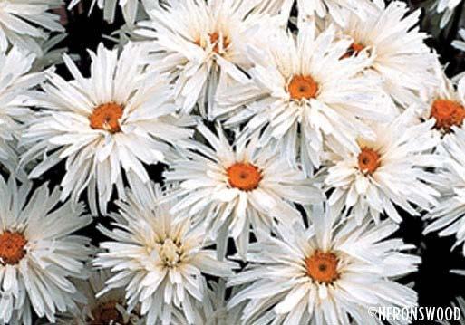 Leucanthemum Crazy daisy or partial