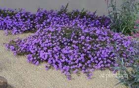 Purple trailing lantana Perennial Purple flowers
