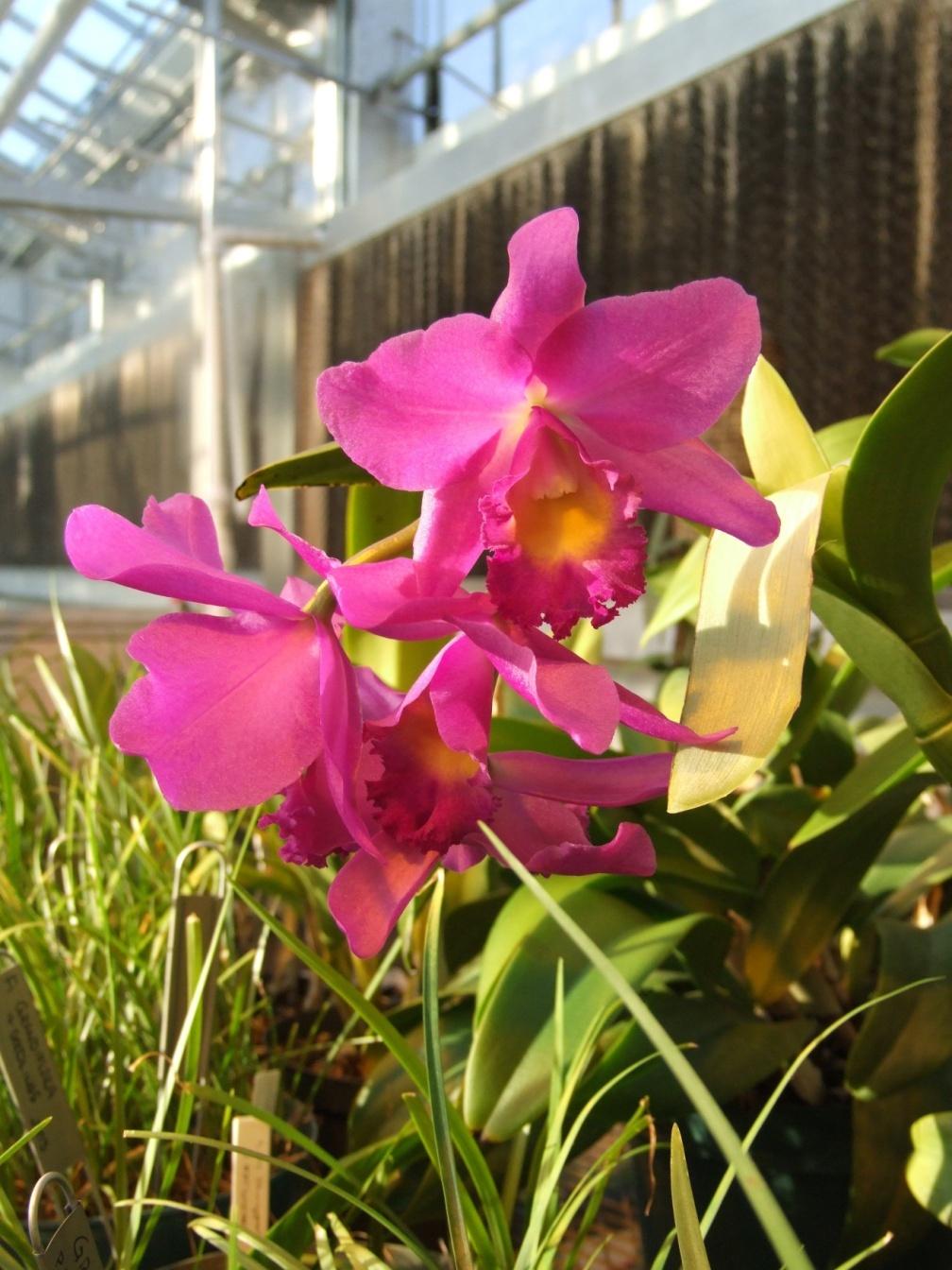 Hybrid Cattleya Orchid Seedlings New babies!