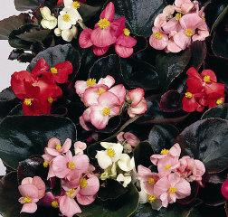 Begonia Cocktail mix Annual 8-12 Red, pink