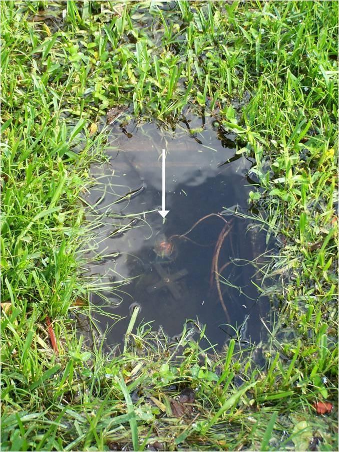 Basic Repairs and Maintenance for Home Landscape Irrigation Systems 4 Figure 5. Leaking solenoid valve (indicated by arrow) covered in water after irrigation. Credits: Michael Gutierrez Figure 7.