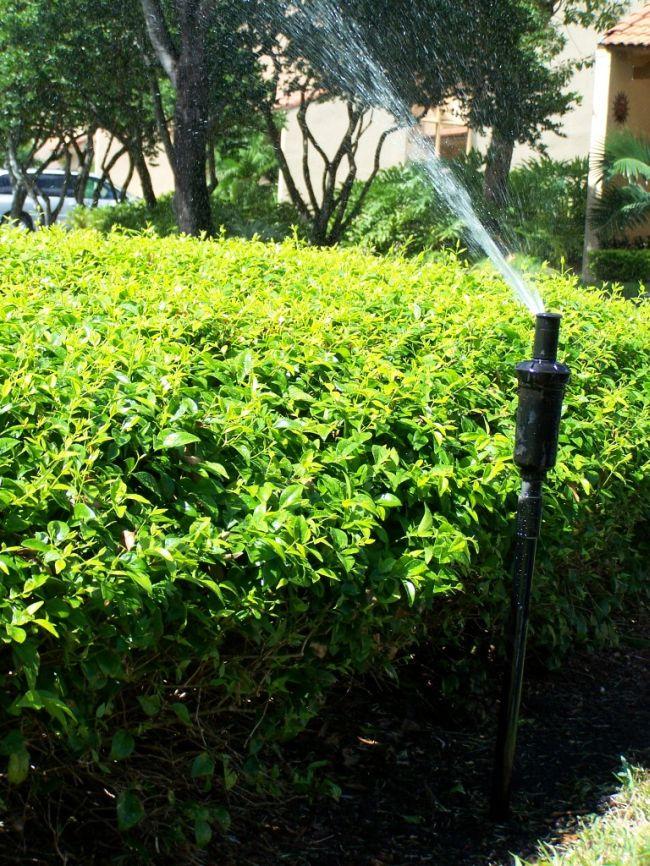 For example, in Figure 12 the rotor is located behind a large shrub causing water to pool right next to the sprinkler.
