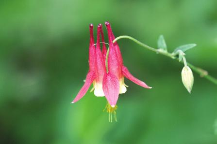 Early Season Wild (red) columbine Aquilegia canadensis Height: 1-3 ft tall Flower color: red Soil: well-drained soil that is not too rich Sun: part to full shade Notes: Visited