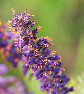 Leadplant Amorpha canescens Mid-season Height: 1-3 ft tall Flower color: purple Soil: well-drained soils to partial
