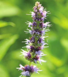 Mid to late season Anise (blue giant) hyssop Agastache foeniculum Height: 2-4 feet tall Flower color: blue to purple Soil: