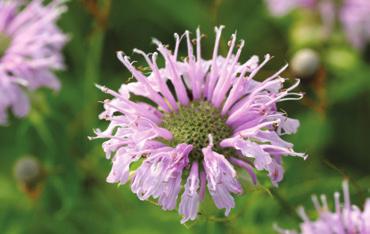 Bee balm (Wild bergamot) Monarda fistulosa Mid to late season Height: 2-4 ft tall Flower color: lavender, pink, white or many shades of purple Soil: well-drained soils Notes: Excellent nectar source