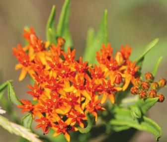 Butterfly weed (orange milkweed) Asclepias tuberosa Mid to late season Height: 1.
