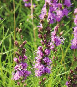 Mid to late season Dotted gayfeather Liatris punctata Height: 1-2 feet tall Flower color: pink to