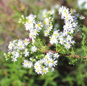 Late season Heath aster Symphyotrichum ericoides Height: 1-3 feet tall Flower color: white Soil: dry Notes: Tolerant of drought and