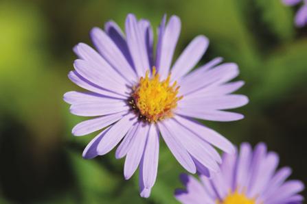 Late season Smooth blue aster Symphyotrichum laeve Height: 2-4 feet tall Flower color: lavender-blue or purple Soil: low to medium