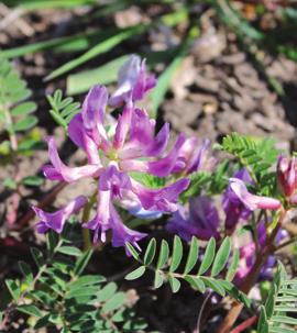 Early Season Buffalo bean Astragalus crassicarpus Height: 1-3 ft tall Flower color: purple