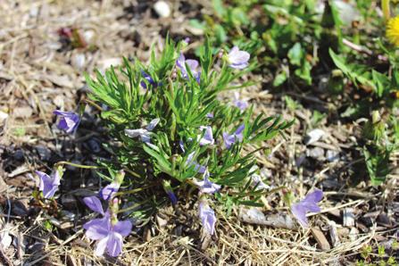 Early Season Prairie (birdsfoot) violet Viola pedatifida Height: 0.