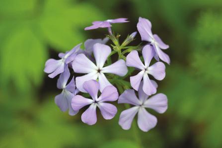 Early Season Sweet William, wild blue phlox Phlox divaricata Height: 1-2 ft tall Flower color: blue to purple Soil: well-drained soils Sun: part to full shade Notes: Visited by insects with
