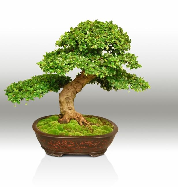 BONSAI SOCIETY OF SW FLORIDA, INC. BONSAI CLIPPER VOLUME 28 ISSUE 6 JUNE 1, 2018 JUNE 16, 2018 MEETING This will be a repotting workshop including how to select the correct pot.