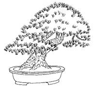 Trace around the form of the four bonsai above. 3.