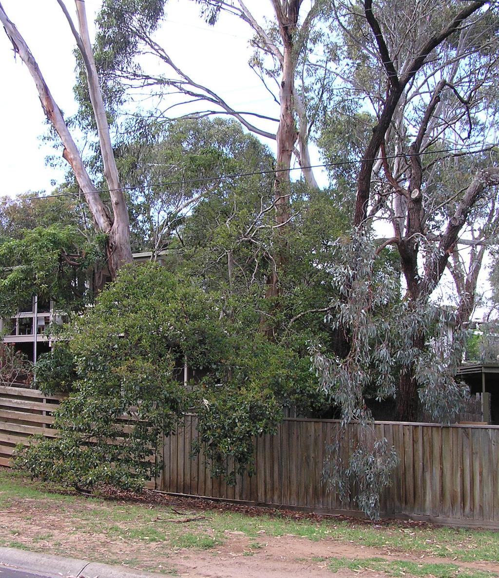 APPENDIX 4 - OCEAN GROVE SIGNIFICANT TREE PROJECT SIGNIFICANT TREE AREA Background NEW PLANNING CONTROLS FOR VEGETATION PROTECTION Landscape Character Description This precinct is distinctive due to
