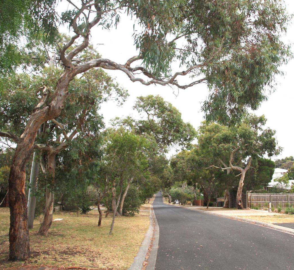 These trees are a dominant feature of the landscape with buildings nestled within spacious bush garden settings.