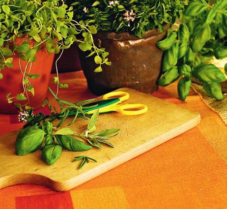 The Garden Detective Here is a great game for you and your friends to sharpen your senses and hone your detective skills using organic herbs. Herbs are plants such as parsley, basil and oregano.