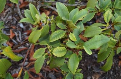 Excessive sunlight and a lack of water also can cause leaves to turn yellow (Figure 2).