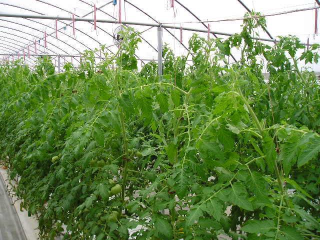 Wire Height Average 7 feet high Higher for the taller grower Lower for the shorter grower Be sure it has good support 600 plants with fruit load can weigh 3 to 4 tons!