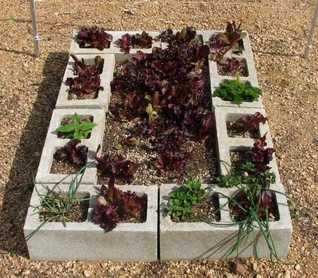 Save space by training sprawling vegetables to grow upward on existing fences, walls and trellises.