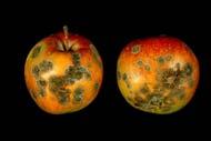 (Apple and Pear) Cause: Venturia inaequalis