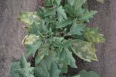 mountain ash, white oak, bur oak, poplar, serviceberry, sycamore, willow Verticillium Wilt Keep broad-leaf weeds under control Avoid