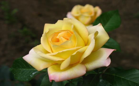 Kathy Ralston & Sybil Griffith DEPARTMENT SUPERVISORS OPEN TO AMADOR, CALAVERAS. EL DORADO, & TUOLUMNE COUNTIES 2015 Featured Flower Rose TERMS: A.