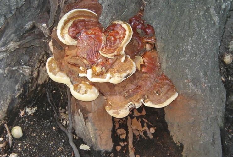 This is the second article in a series from Christopher J. Luley on decay fungi species found in urban trees that will run in TCI Magazine this year.