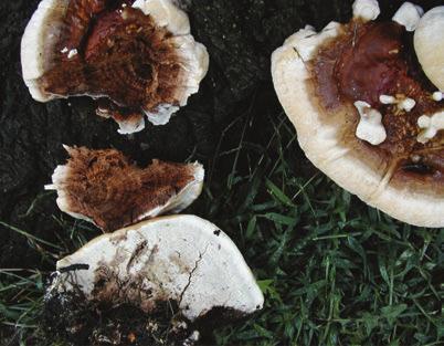 living hardwoods in urban environments in the Eastern U.S. is the widespread Ganoderma sessile.