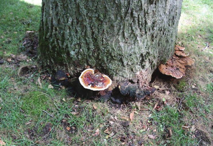 edu/pp333) for identification of similar-appearing Ganoderma species on other hosts such as palms and pines. The common G.