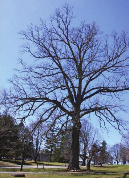 Photograph 9. A swamp white oak with a large and healthy crown. The oak is infected with Ganoderma sessile. Oaks may have few crown symptoms as decay develops in the base and roots. Photograph 10A.