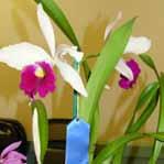Orchid Society CONGRATULATIONS TO OUR FEBRUARY