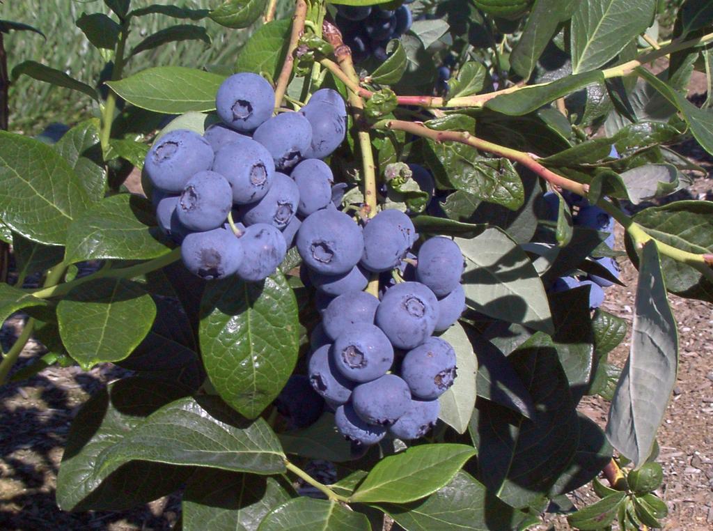 Potassium Fertigation In Highbush Blueberry Increases availability of K and other nutrietns in the root zone. Drs. David Bryla and Scott Orr Official Journal of the Fluid Fertilizer Foundation Vol.