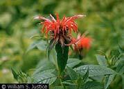 Herbaceous Plants & Grasses Conditions Light Plant Size Flower Notes Bee Balm (Monarda didyma) Moist to Wet 2' - 5' July - Sept red tuffs minty